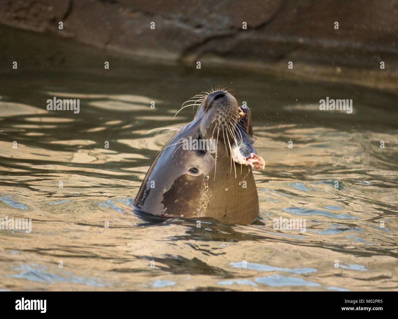 La guarnizione a mangiare pesce in acqua - guarnizione comune prendendo la cima della sua testa fuori dall'acqua vicino al bordo delle acque di mangiare un pesce in Hunstanton, Regno Unito Foto Stock