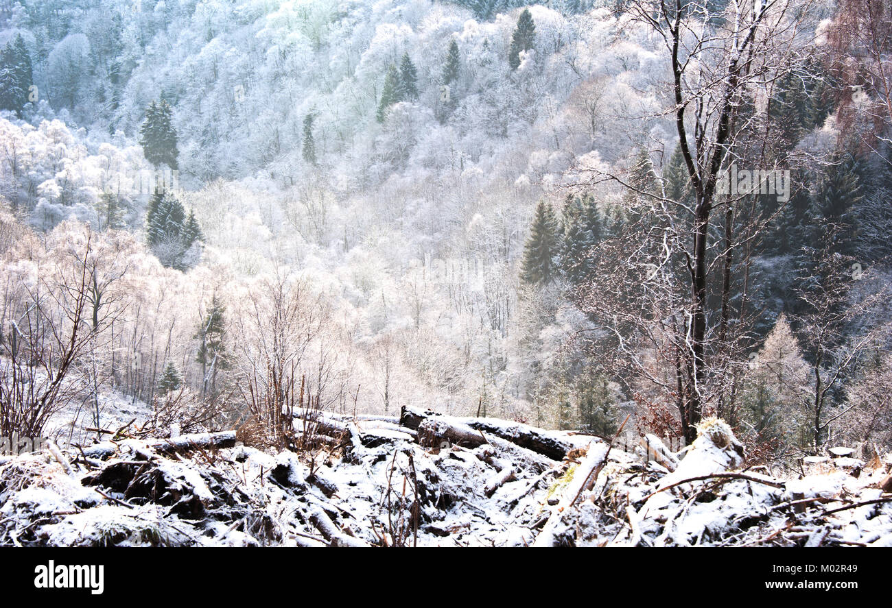 La prima luce del mattino dopo una fredda notte ha rivelato un disco frost coperta aveva coperto il paesaggio e il fogliame Foto Stock