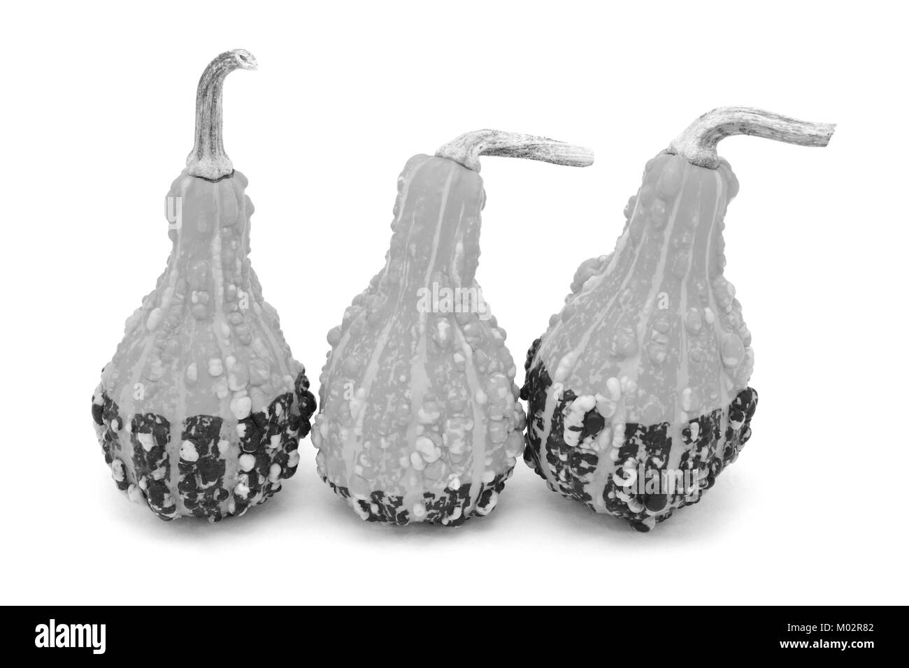 Tre a forma di pera coloquintidi ornamentali con grandi presenta verrucosa grumi e bold strisce, isolato su uno sfondo bianco - elaborazione monocromatica Foto Stock