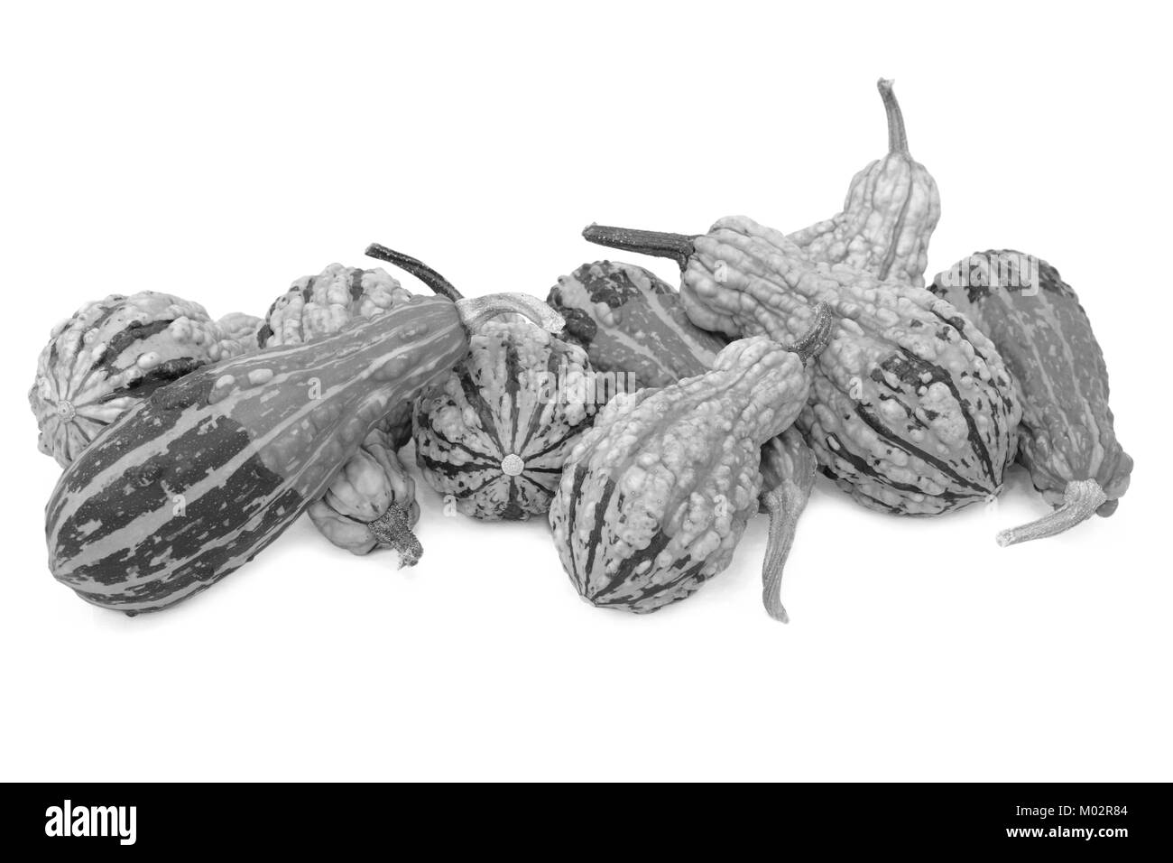 Assortimento di coloquintidi ornamentali con contrassegni insoliti e le texture, isolata su uno sfondo bianco - elaborazione monocromatica Foto Stock