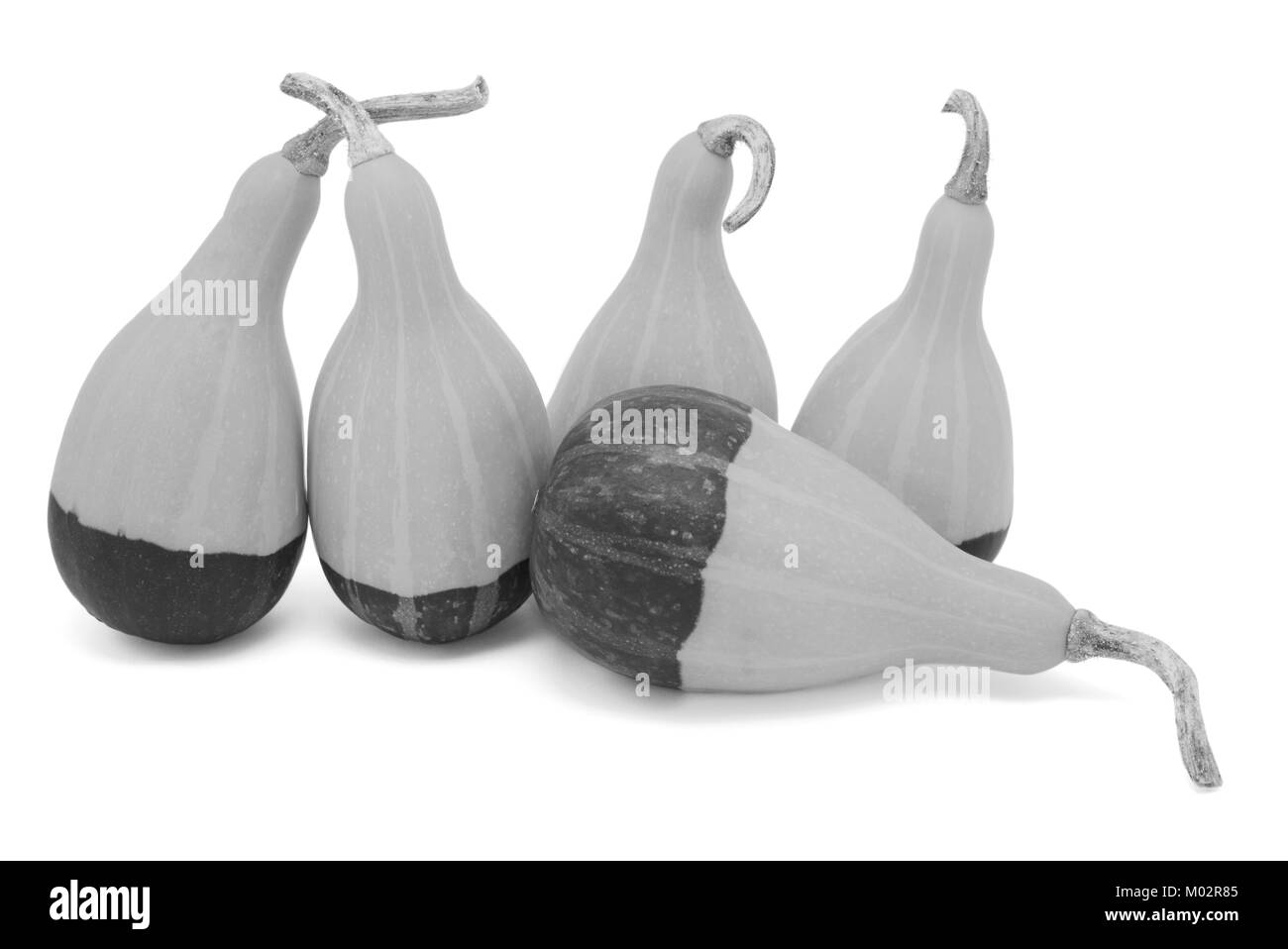 Il gruppo di cinque dalla pelle lucida a forma di pera coloquintidi ornamentali, quattro verticale, uno di piatto, isolata su uno sfondo bianco - elaborazione monocromatica Foto Stock