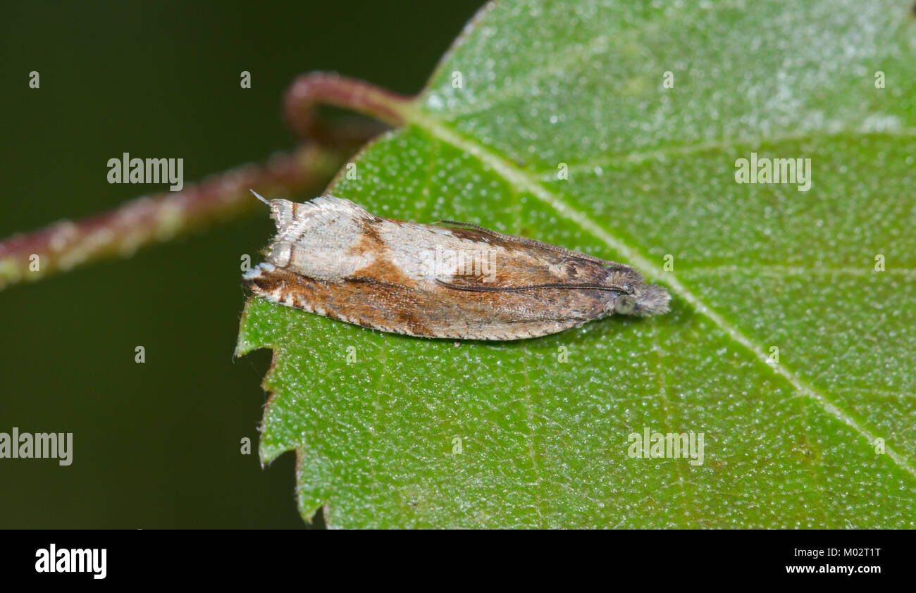 Rullo di ponte Micro Moth (Ancylis uncella). Sussex, Regno Unito Foto Stock