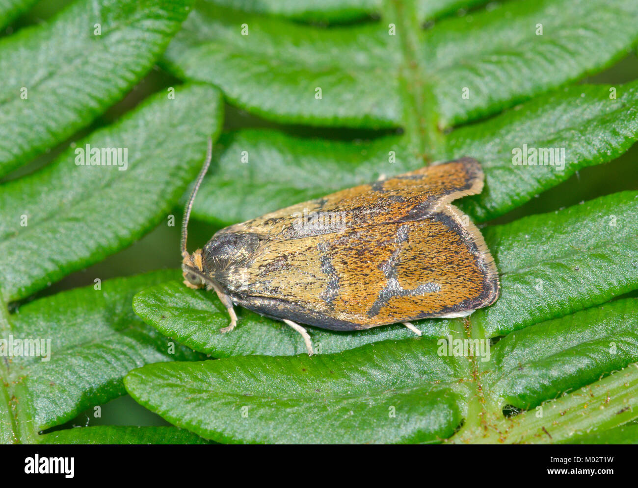 Tortrix borchiati o torsione Leches Micro Moth (Ptycholoma lecheana). Sussex, Regno Unito Foto Stock