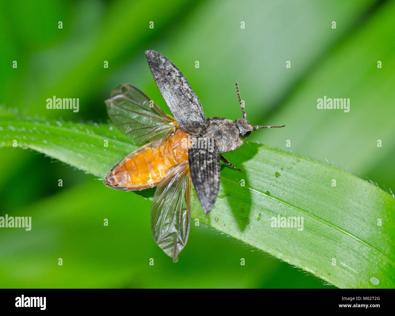 Fare clic su Beetle (Agrypnus murinus) prendere il volo 2 di 2. Sussex, Regno Unito Foto Stock