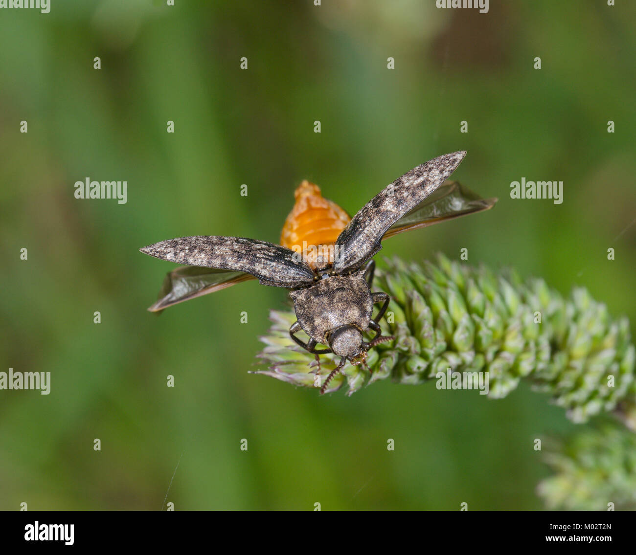 Fare clic su Beetle (Agrypnus murinus) prendendo il largo. Sussex, Regno Unito Foto Stock