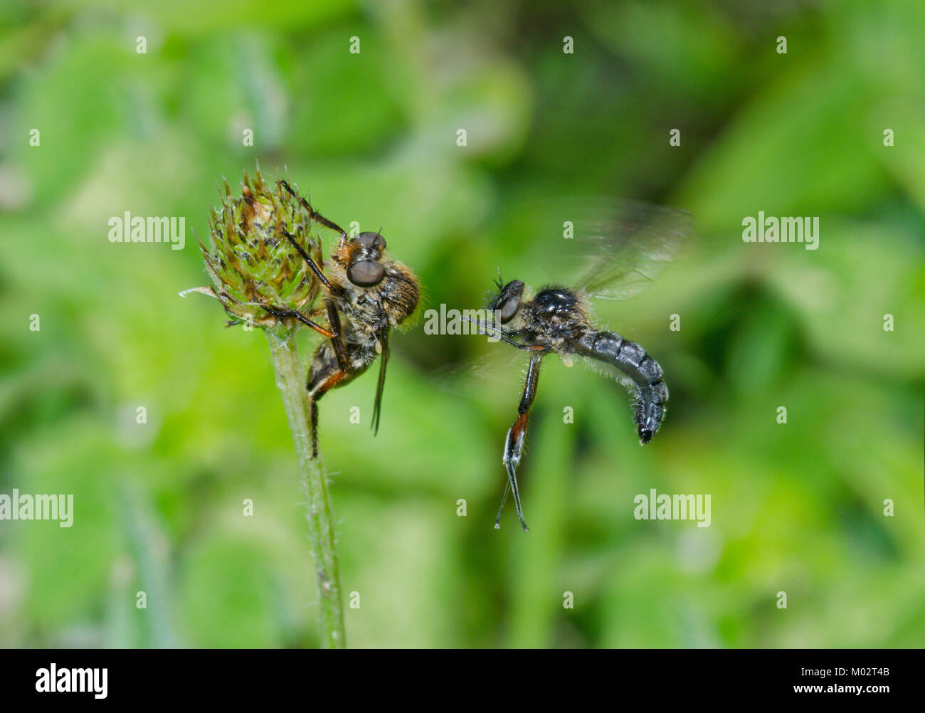 Il corteggiamento in esili footed Robberflies (Leptarthrus brevirostris) in volo. Sussex, Regno Unito Foto Stock