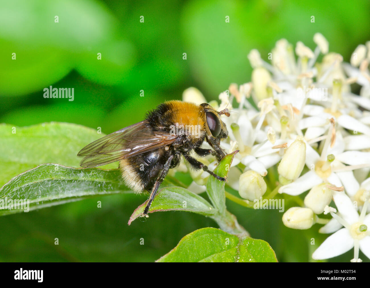Orso Dimorphic Hoverfly (Criorhina berberina) alimentazione. Sussex, Regno Unito Foto Stock