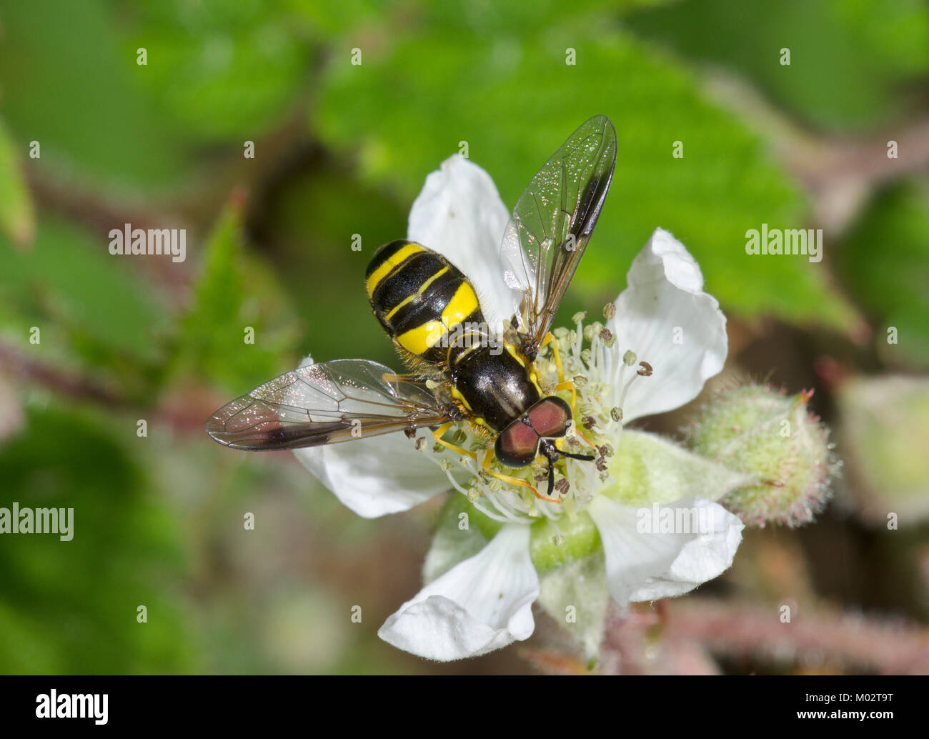 Hoverfly (Chrysotoxum bicinctum) maschio, wasp imitare. Sussex, Regno Unito Foto Stock