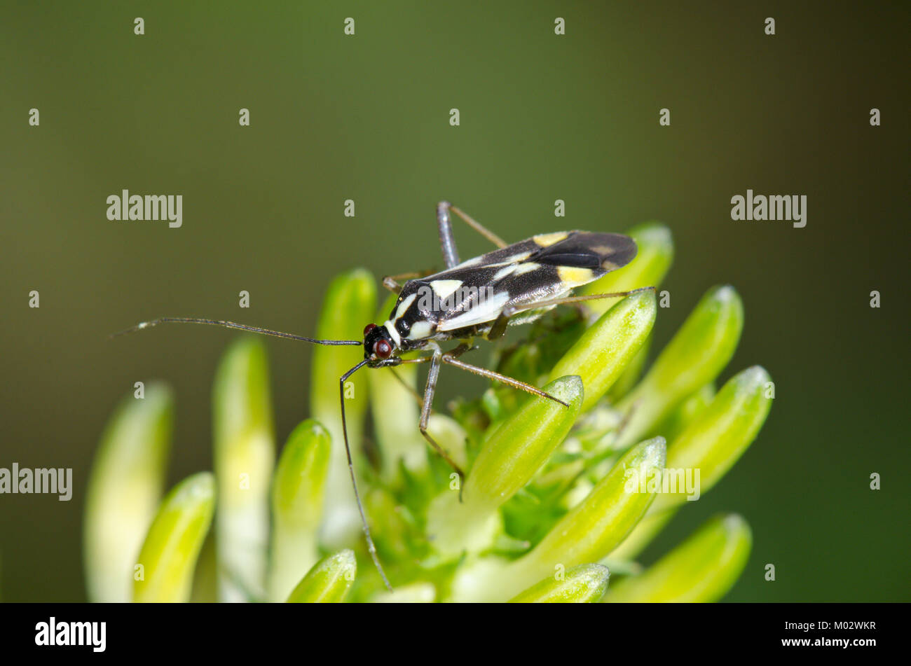 Impianto Mirid Bug su Rampion spiked (Grypocoris stysi Miridae). Sussex, Regno Unito Foto Stock