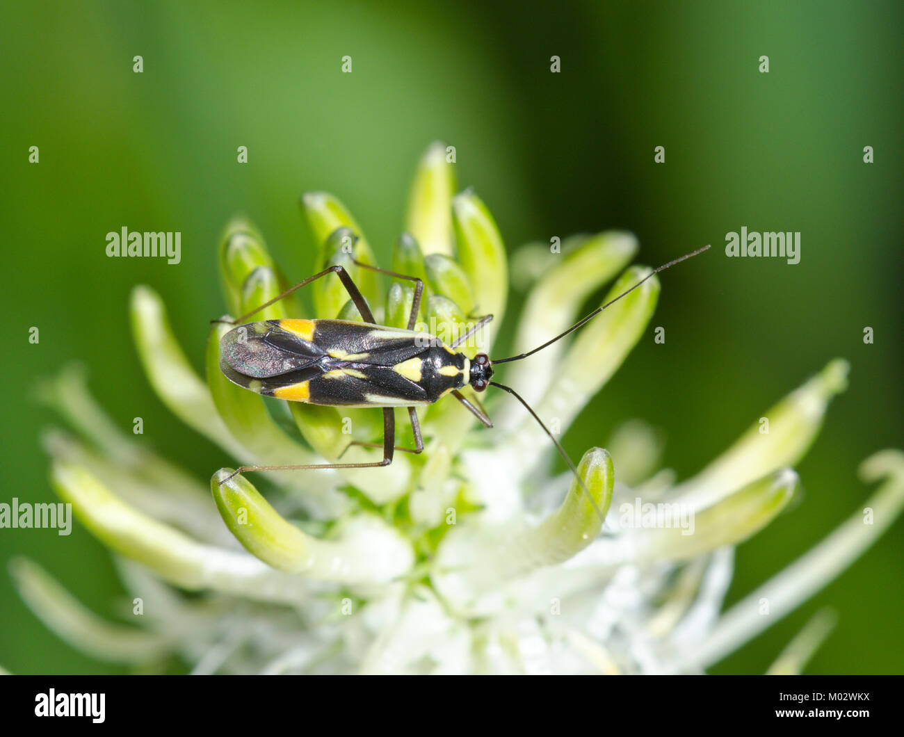 Impianto Mirid Bug su Rampion spiked (Grypocoris stysi Miridae). Sussex, Regno Unito Foto Stock