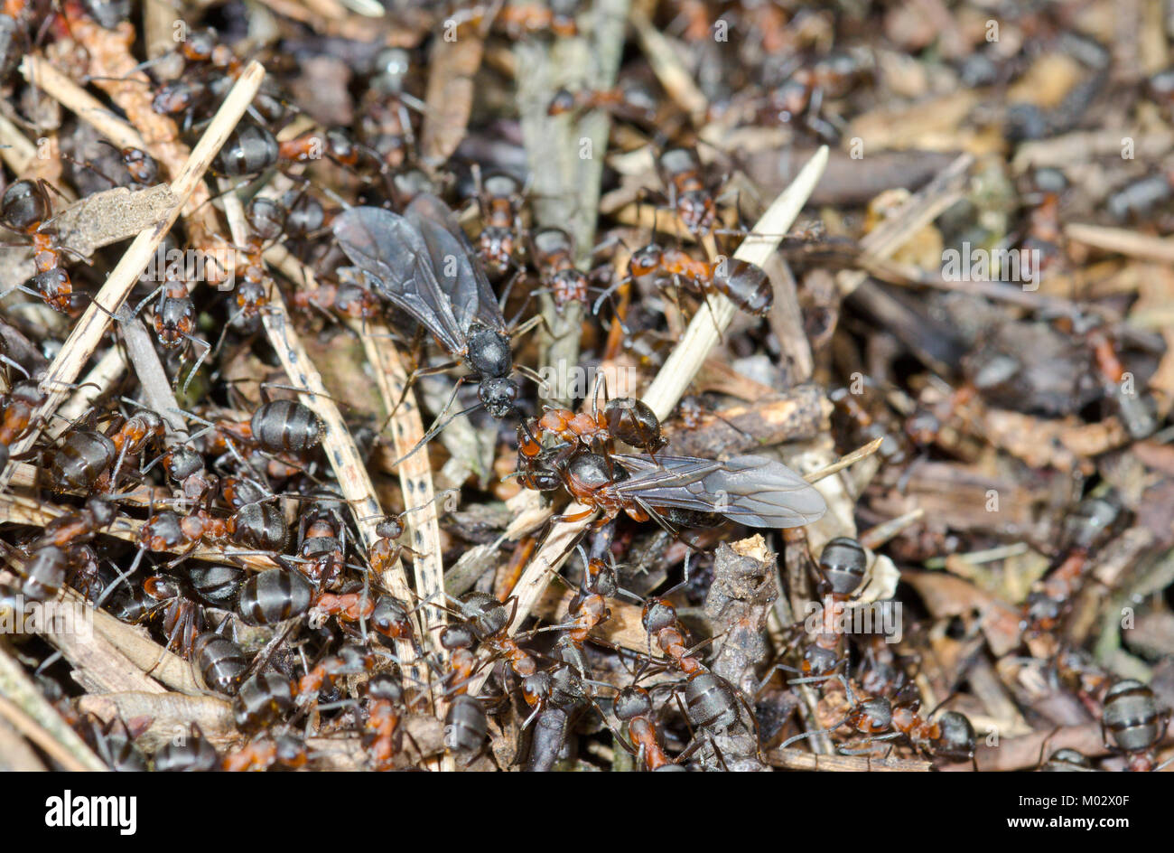 La regina del sud formiche di legno (formica rufa) appena emerso dal nido. Sussex, Regno Unito Foto Stock