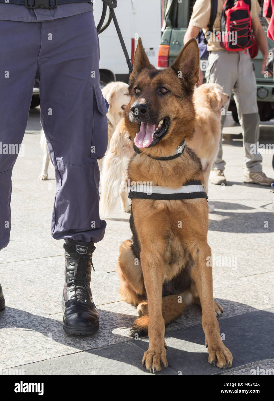 Pastore belga cane di polizia in Spagna Foto Stock