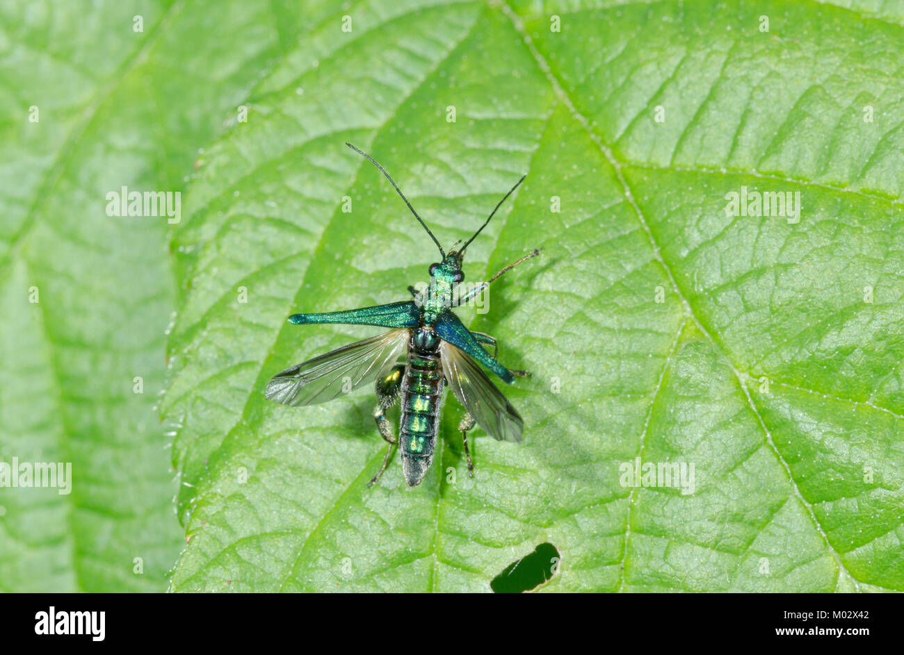 Zampe spesse Flower Beetle (Oedemera nobilis) maschio tenuto spento. Insetto in volo. Sussex, Regno Unito Foto Stock