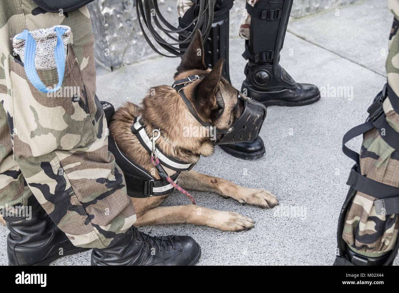 Il personale militare con sniffer cane. Spagna Foto Stock