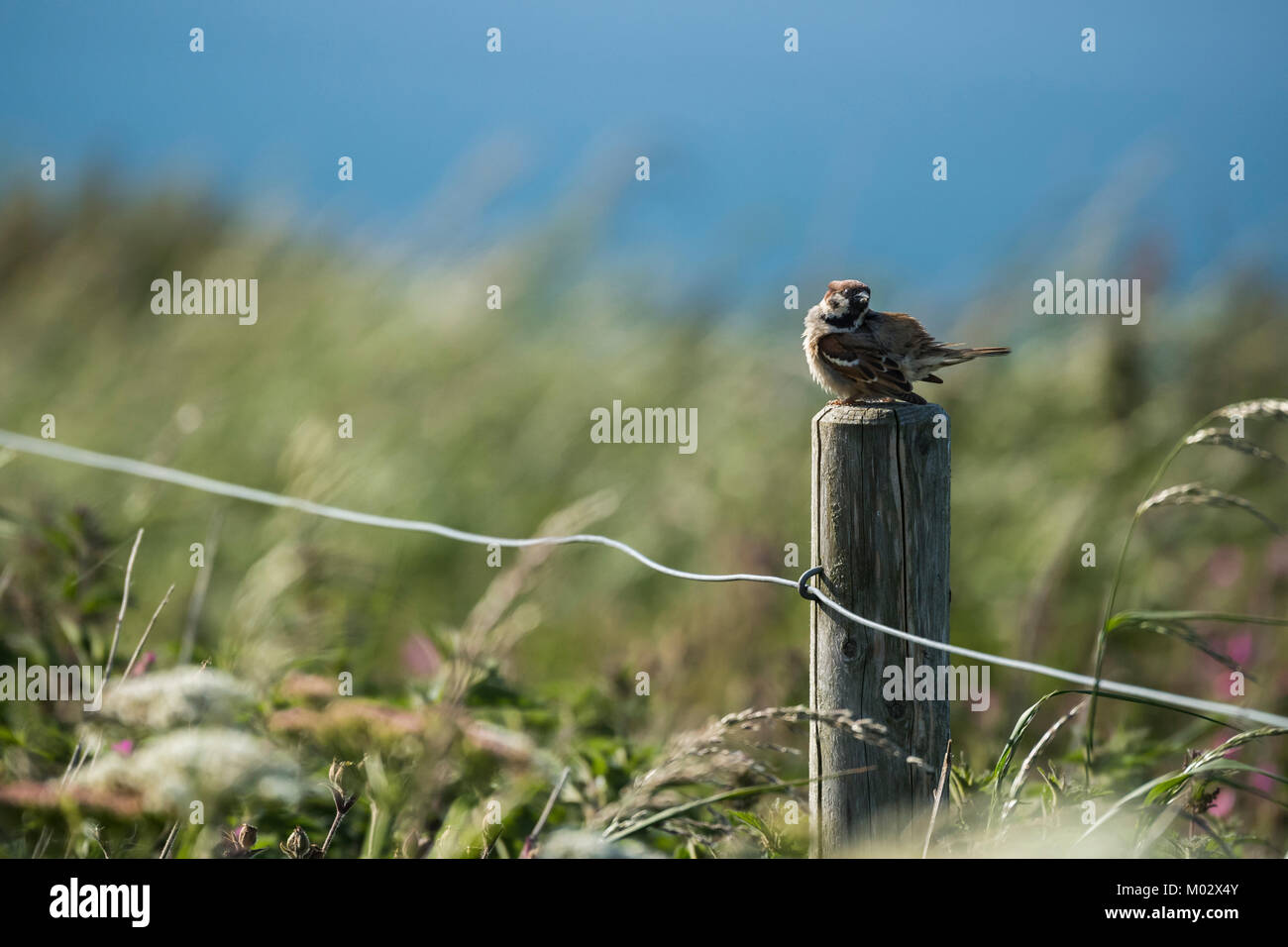 Singolo tree sparrow appollaiate su staccionata in legno post con erbe ondulata & mare blu sullo sfondo - Bempton Cliffs riserva naturale, nello Yorkshire, Inghilterra, Regno Unito. Foto Stock