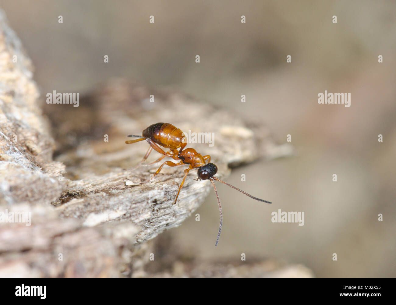 Wingless Ichneumon Wasp Gelis (sp). Sussex, Regno Unito Foto Stock