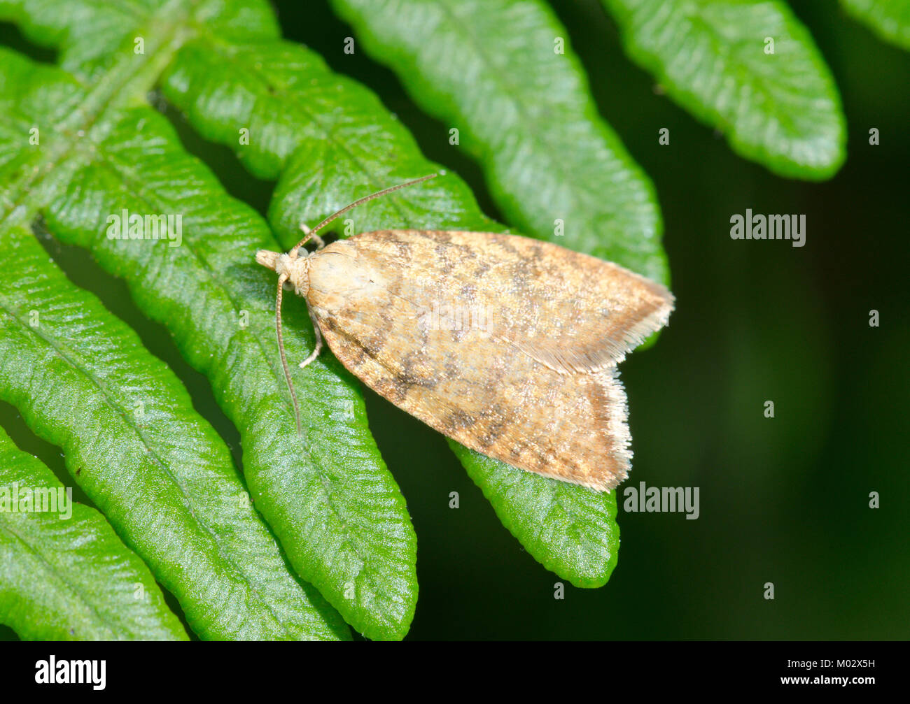 Giallo pulsante Quercia Micro Moth (Aleimma loeflingiana Tortrix). Sussex, Regno Unito Foto Stock