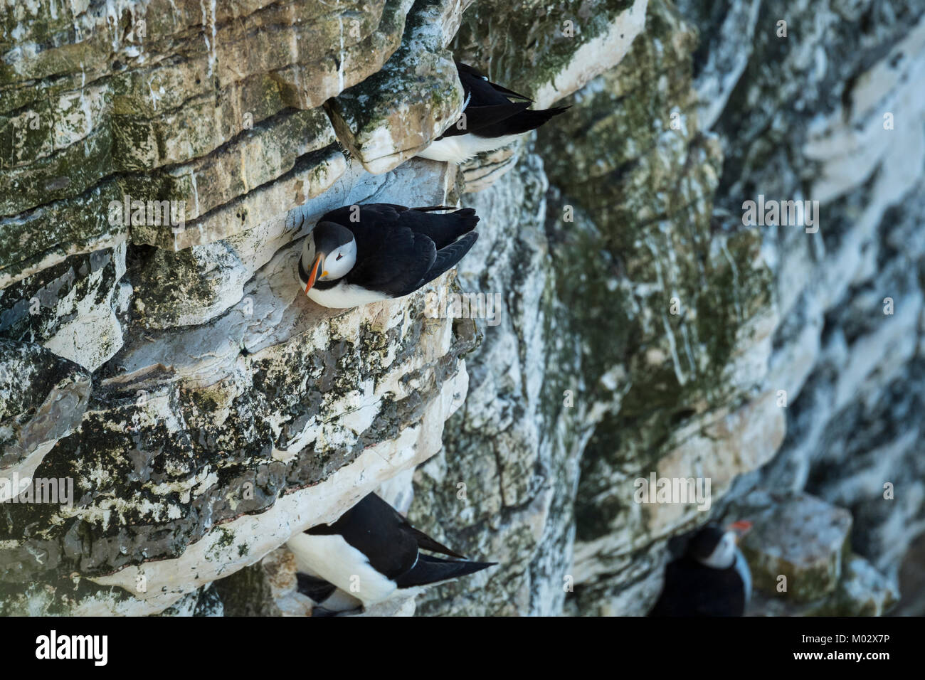 Close-up di piccoli pinguini carino (puffin) seduto sulla scogliera-faccia sito di nidificazione, altri uccelli nelle vicinanze - Bempton Cliffs riserva naturale, nello Yorkshire, Inghilterra, Regno Unito Foto Stock