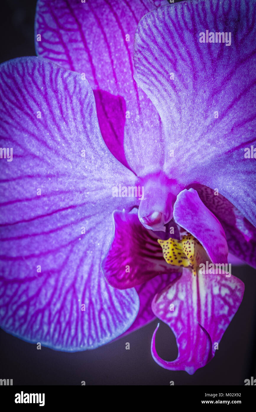 Close-up di un viola orchidea, fotografia macro di un fiore Foto Stock