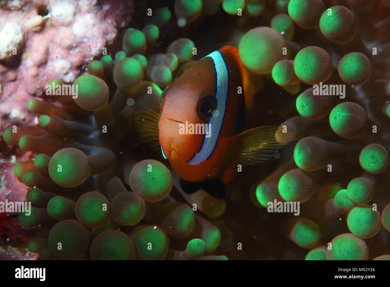 Bel colore arancione pesce di anemone nella sua protezione anemone verde home Foto Stock