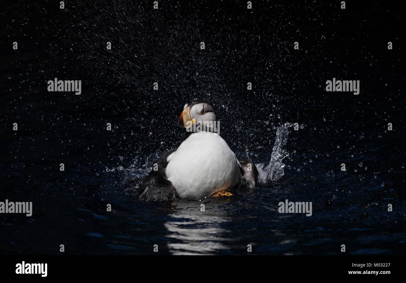 Cornuto Puffin prende un bagno Foto Stock