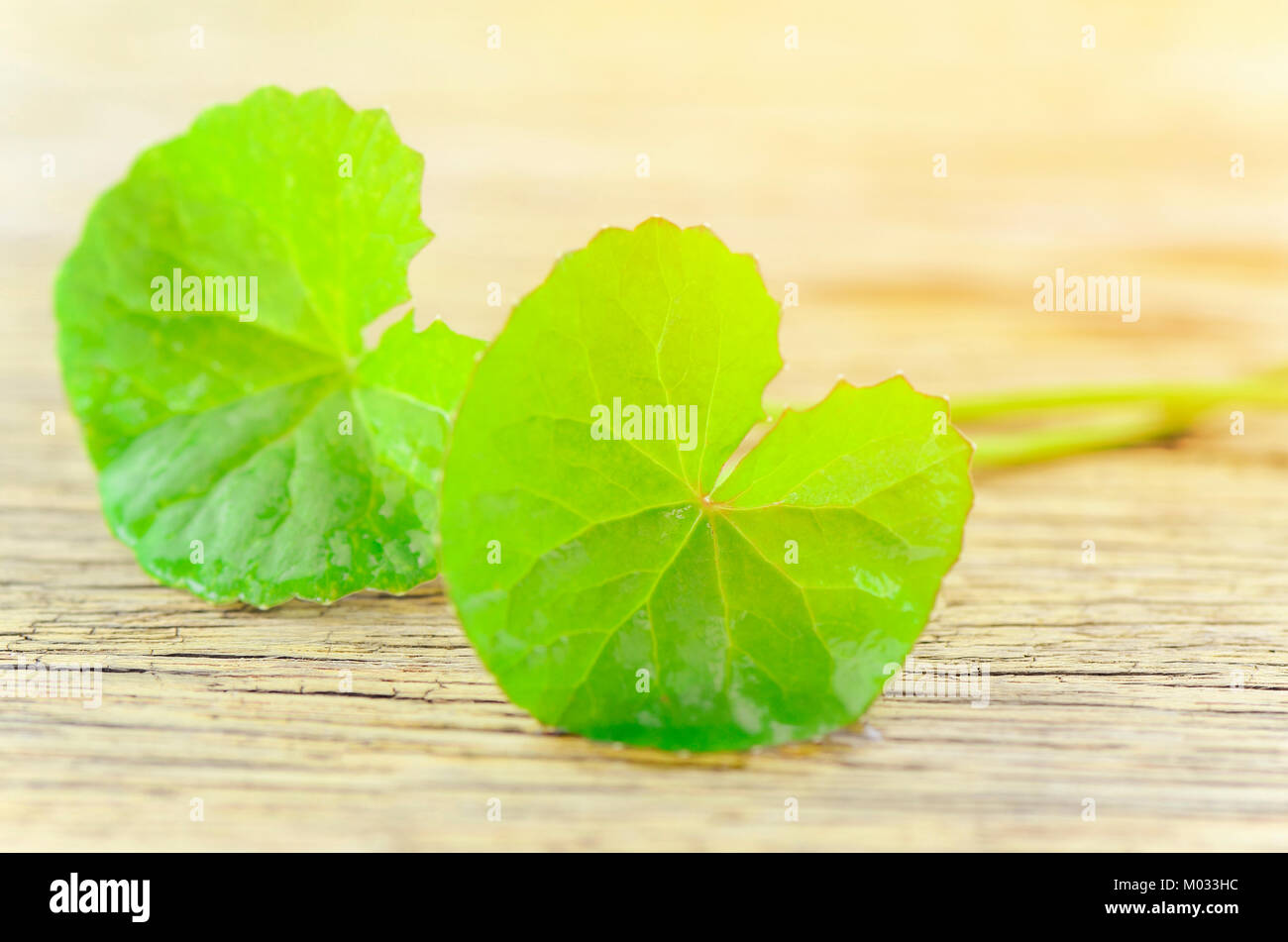 Gotu-Kola naturale lascia su di uno sfondo di legno con una luce calda tonalità. Foto Stock