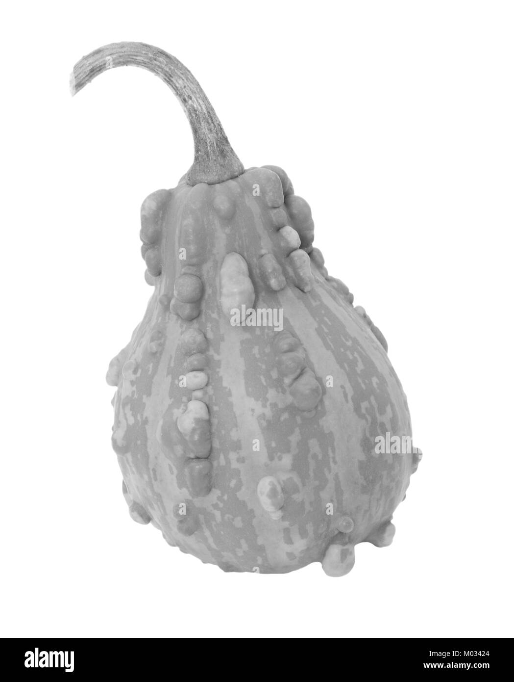 A forma di pera zucca ornamentale con strisce di pallido, isolata su uno sfondo bianco - elaborazione monocromatica Foto Stock