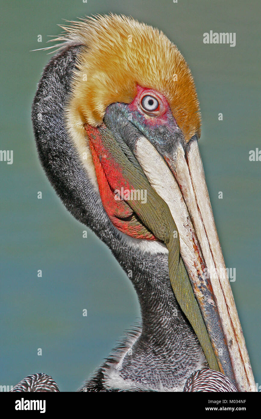 Questo riferimento fa riferimento a una collezione di specie di uccelli rinvenute nella contea di San Luis Obispo, California. L'area è nota per la sua ricca biodiversità ed è un luogo importante per il birdwatching e gli sforzi di conservazione. Foto Stock Questo riferimento fa riferimento a una collezione di specie di uccelli rinvenute nella contea di San Luis Obispo, California. L'area è nota per la sua ricca biodiversità ed è un luogo importante per il birdwatching e gli sforzi di conservazione. Foto Stock