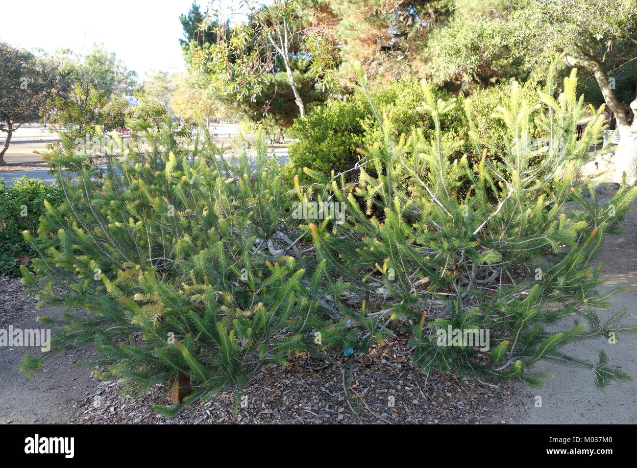 Calothamnus quadrifidus, una specie unica, fotografata nel giardino botanico di San Luis Obispo. Questa pianta mostra le caratteristiche peculiari del suo genere in un ambiente naturale. Foto Stock