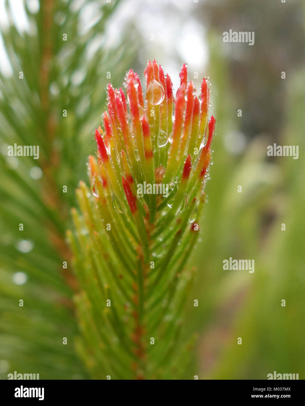 Il Calothamnus quadrifidus, noto anche come il "pennello monofacciale", è una specie vegetale originaria dell'Australia, notevole per la sua struttura floreale unica. Fa parte della collezione UC Santa Cruz Arboretum. Foto Stock