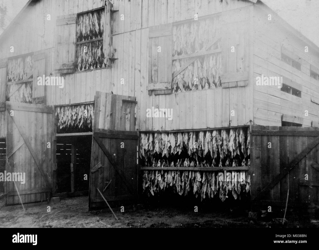 Il tabacco granaio, mostrando come essa viene essiccata. Foto Stock