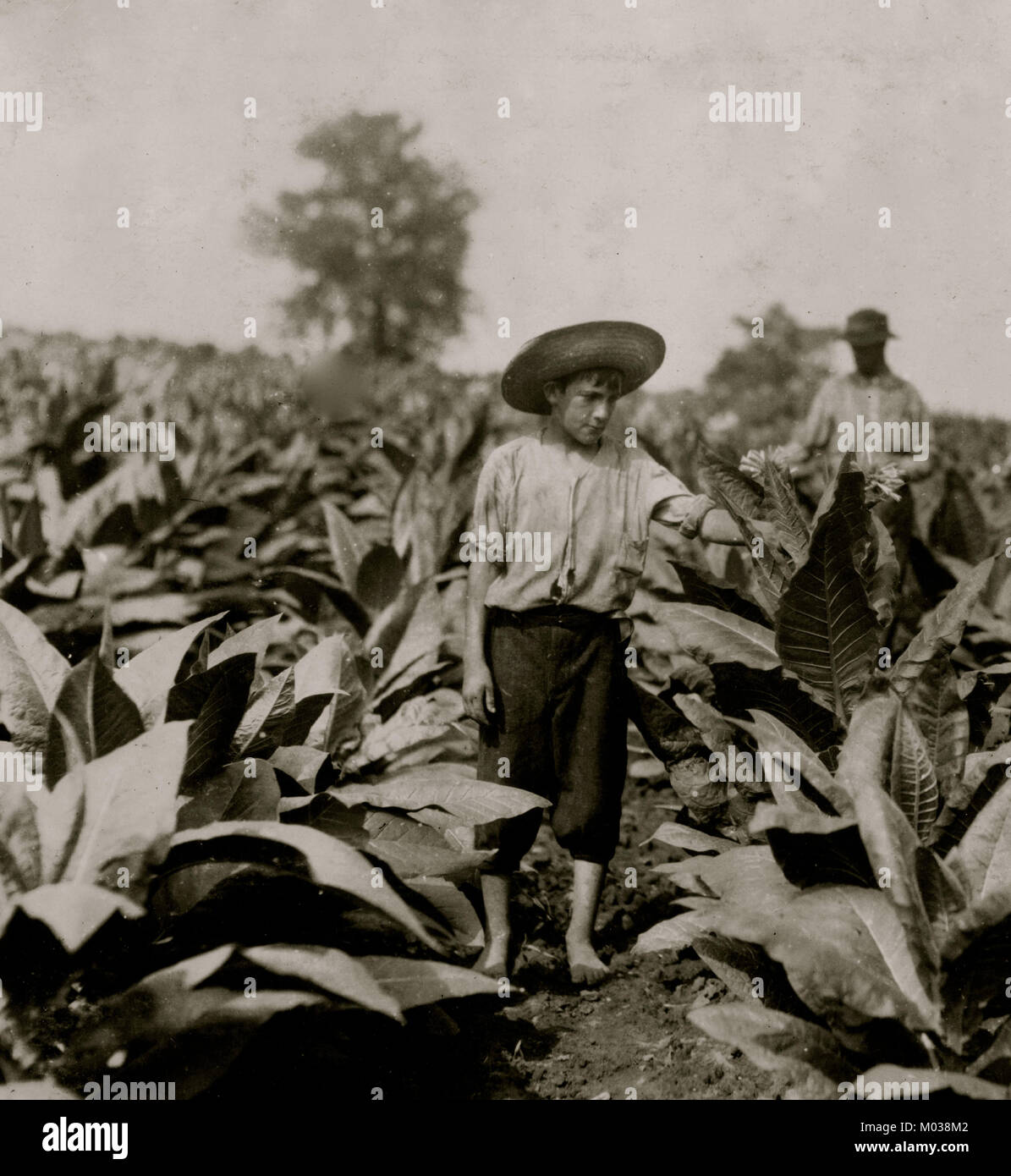 Topping di tabacco. Roland Lowe, 13 anni in campo con due fratelli. Foto Stock