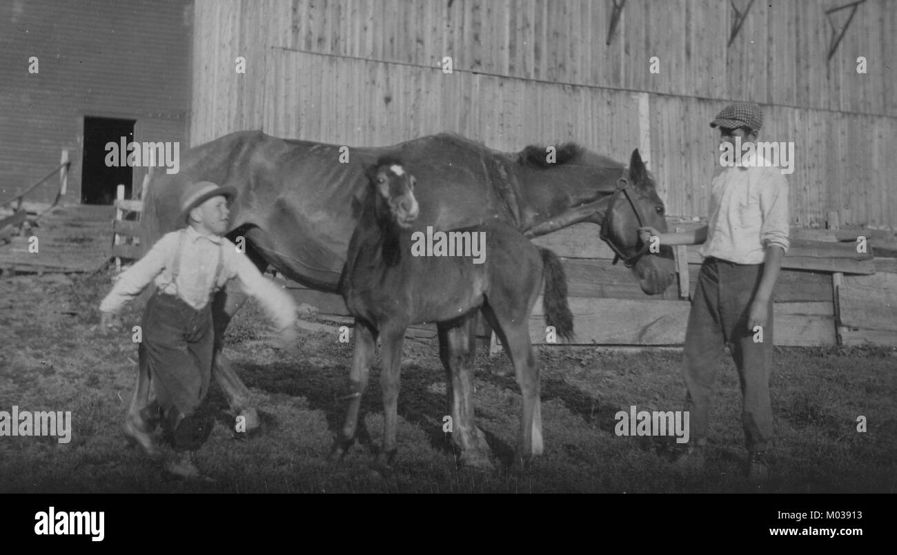 Otto anni di Jack avendo cura di colt Foto Stock