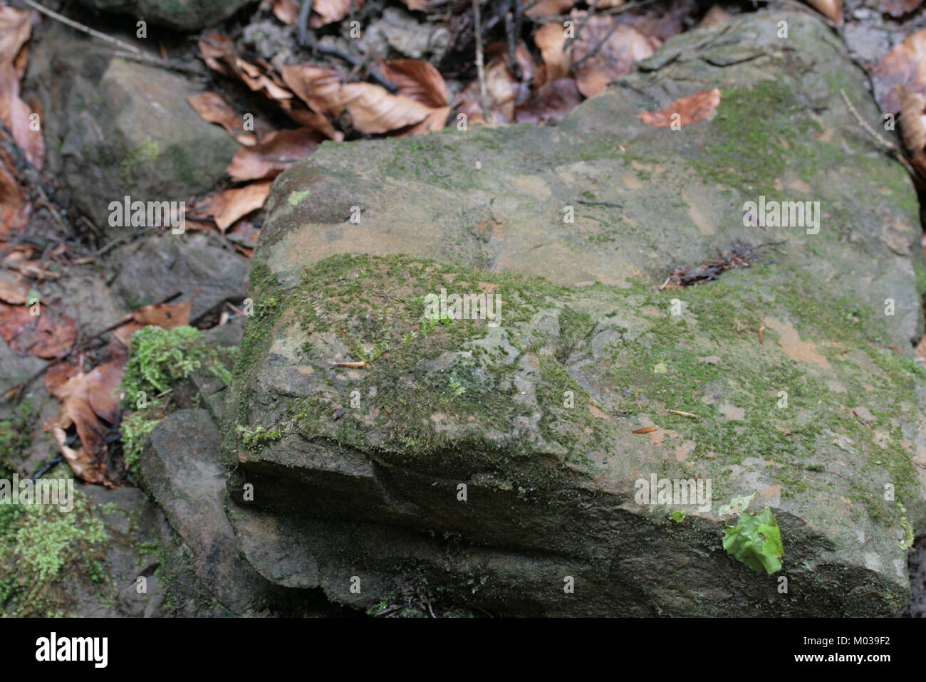 Campylostelium saxicola è una specie di muschio, catalogata con ID 143336-475803. Si trova in ambienti rocciosi ed è notevole per i suoi adattamenti unici per sopravvivere in condizioni difficili. Foto Stock