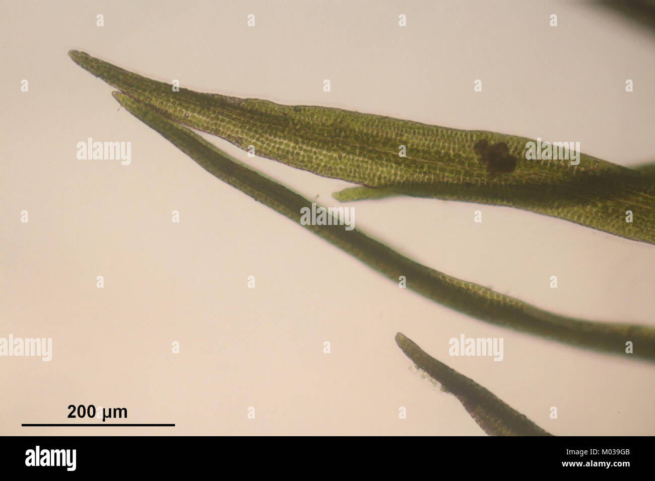 Il Campylostelium saxicola è una specie di lichene, catalogata con l'identificatore 143336-475803. Questa specie è nota per il suo ruolo ecologico e per la classificazione biologica. Foto Stock