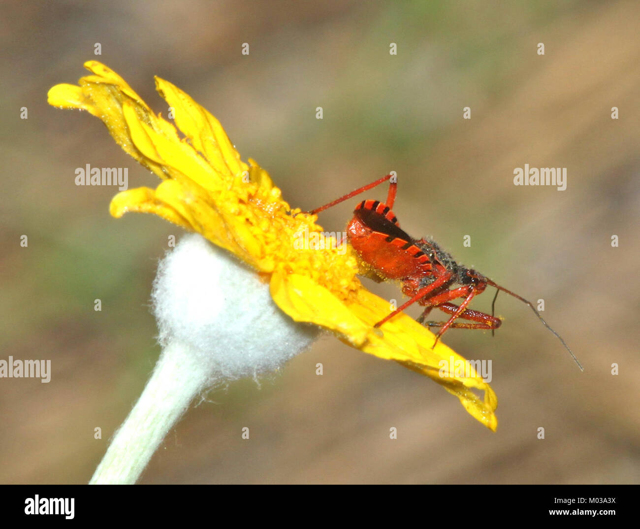 Questa immagine cattura una specie di insetti non identificata osservata nei pressi di Orleans, California, ad un'altitudine di 400 metri nella contea di Humboldt. L'insetto fa parte della fauna locale degli insetti. Foto Stock