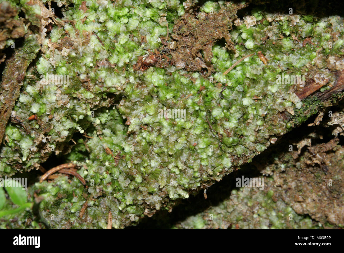 La Calypogeia integristipula è una specie di liverwort, una pianta non vascolare che si trova in ambienti umidi e ombreggiati. Questa specie è nota per la sua morfologia unica e il ruolo ecologico all'interno del suo habitat. Fa parte della famiglia delle Calypogeiaceae. Foto Stock