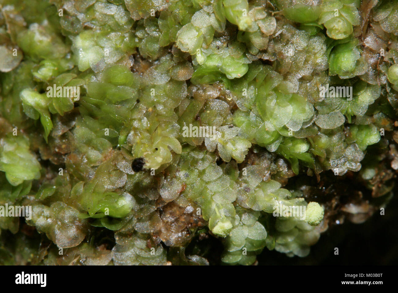 La Calypogeia integristipula è una specie di liverwort, un tipo di pianta non vascolare. È stato osservato e documentato nello studio di riferimento con il numero di identificazione 143528-472451, che offre informazioni sulle sue caratteristiche e sull'habitat. Foto Stock