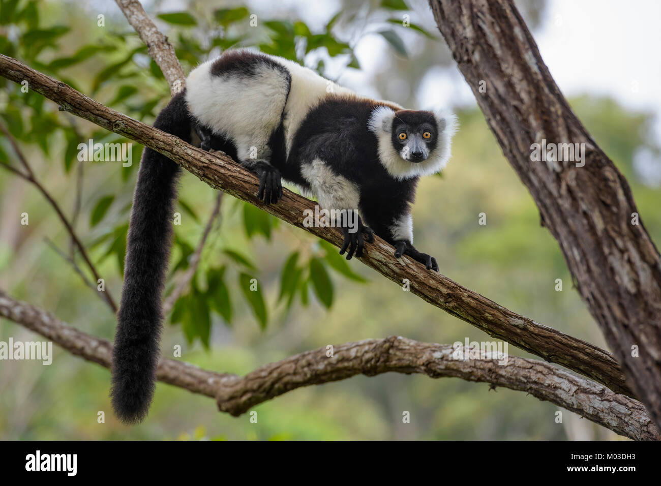 Bianco e nero lemure Ruffed - Varecia variegata, Madagascar. Carino primate dal Madagascar foresta di pioggia. In pericolo critico endemite primate. Foto Stock