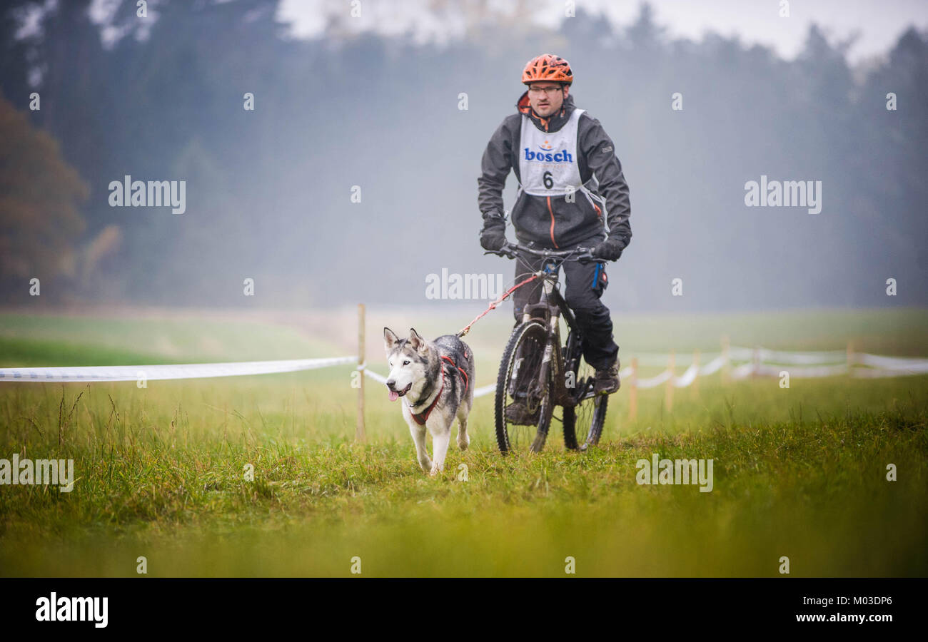 Germania, Oberndorf, Geslau - 5 Novembre 2016: Sled Dog tirando la moto con l'uomo, pastosità Off neve gare di crosscountry in caso di maltempo Foto Stock
