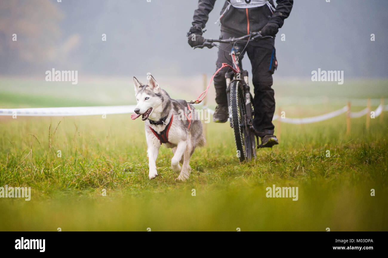 Germania, Oberndorf, Geslau - 5 Novembre 2016: Sled Dog tirando la moto con l'uomo, pastosità Off neve gare di crosscountry in caso di maltempo Foto Stock