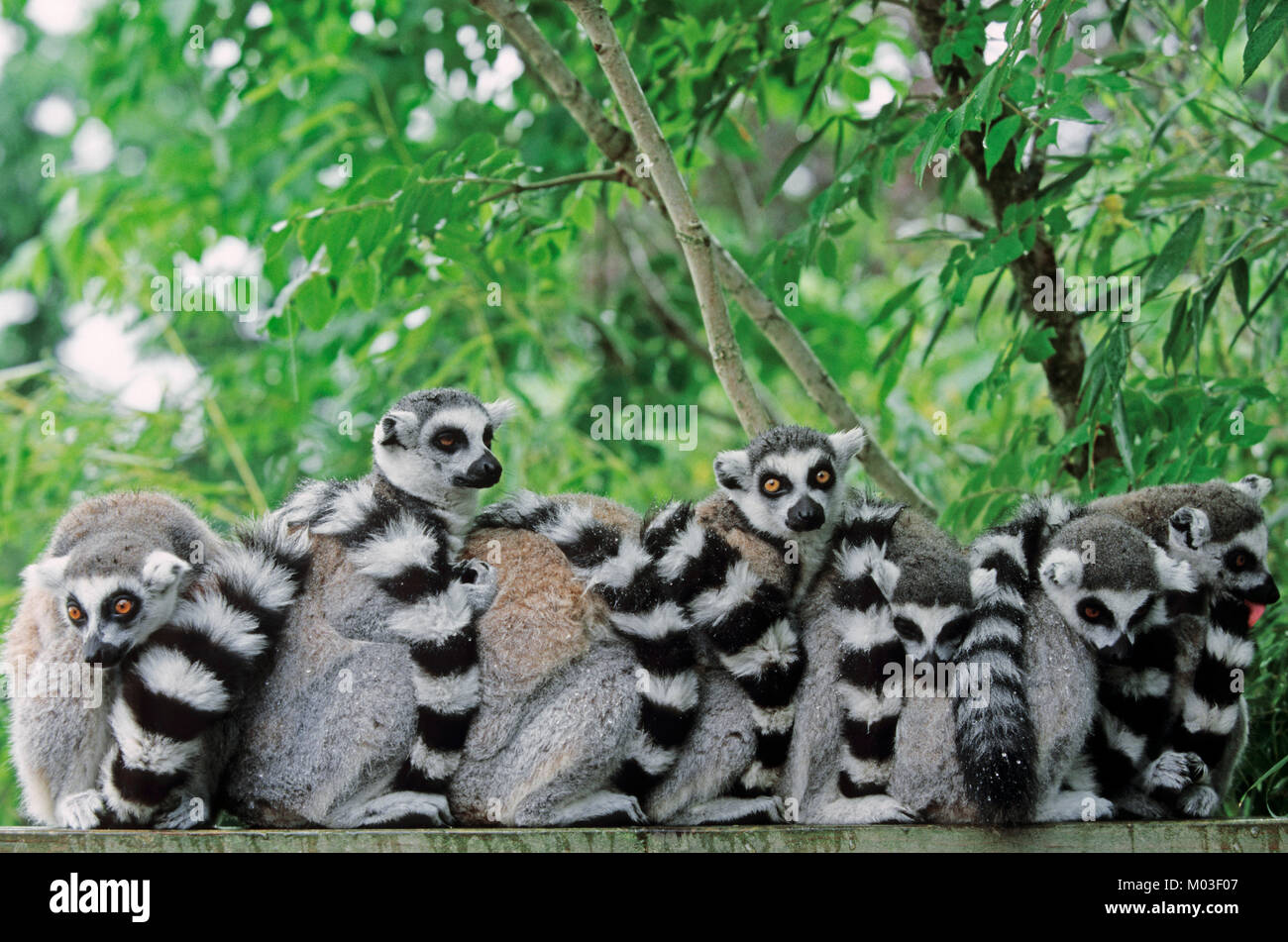 Anello-tailed lemuri in pioggia / (Lemur catta) | Kattas / (Lemur catta) Foto Stock