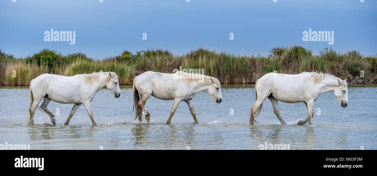 Stalloni bianco camminando sulle acque nella regione della Camargue di Francia Foto Stock