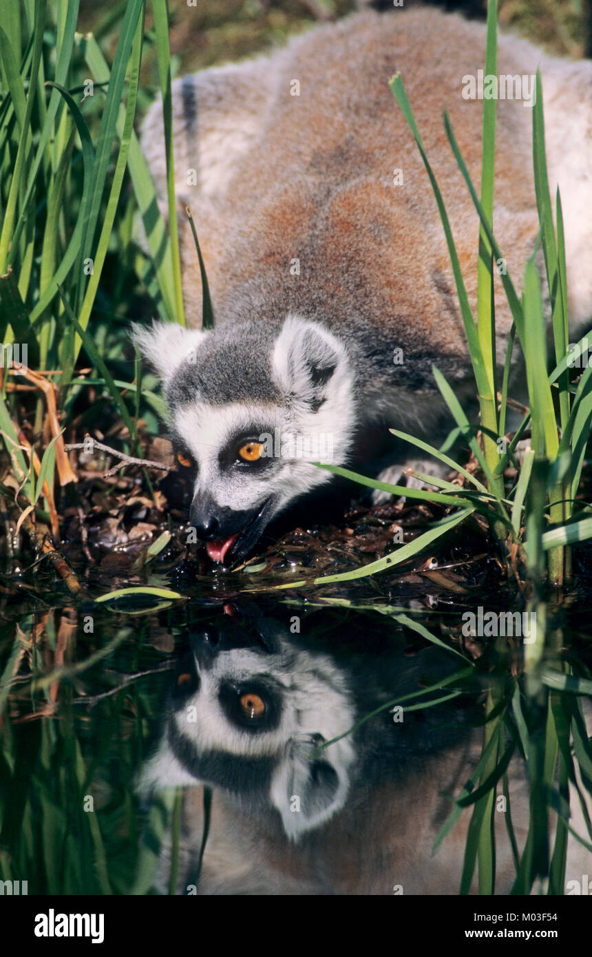 Anello-tailed Lemur, bere / (Lemur catta) | Katta / (Lemur catta) Foto Stock