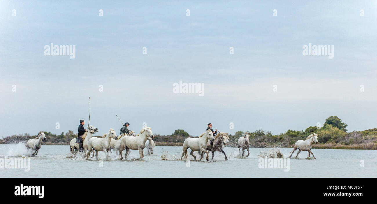 White Camargue cavalli al galoppo. Piloti su cavalli bianchi della Camargue al galoppo attraverso l'acqua. Foto Stock