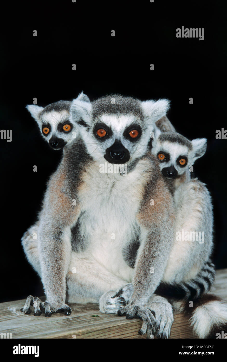 Anello-tailed Lemur, femmina con youngs / (Lemur catta) | Katta, Weibchen mit Jungtieren / (Lemur catta) Foto Stock