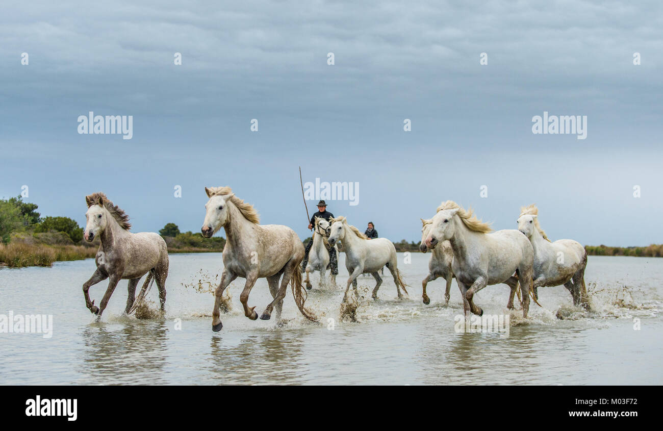 White Camargue cavalli al galoppo. Piloti su cavalli bianchi della Camargue al galoppo attraverso l'acqua. Parc Regional de Camargue . Francia Foto Stock