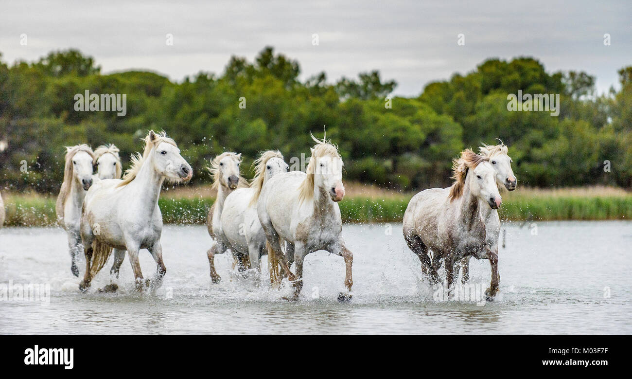 White Camargue cavalli al galoppo attraverso l'acqua. Parc Regional de Camargue - Provenza, Francia Foto Stock