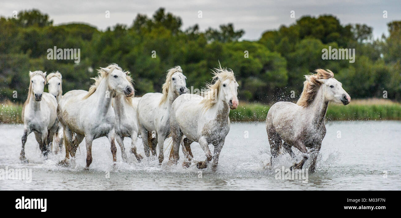 White Camargue cavalli al galoppo attraverso l'acqua. Parc Regional de Camargue - Provenza, Francia Foto Stock