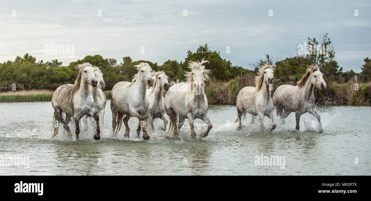 White Camargue cavalli al galoppo attraverso l'acqua. Parc Regional de Camargue - Provenza, Francia Foto Stock